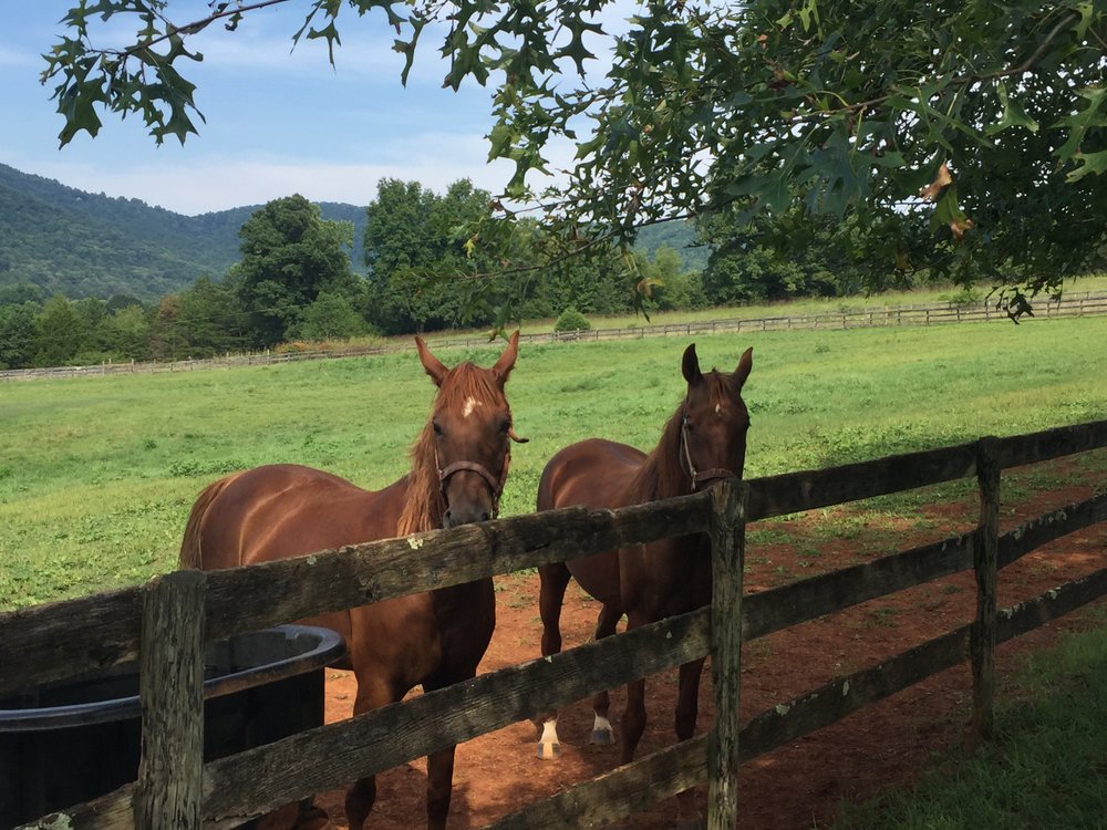 WINDY HILL FARM Updated September 2024 3749 Elon Rd, Lynchburg