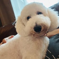 Carla's Grooming - Doodle fresh grooming