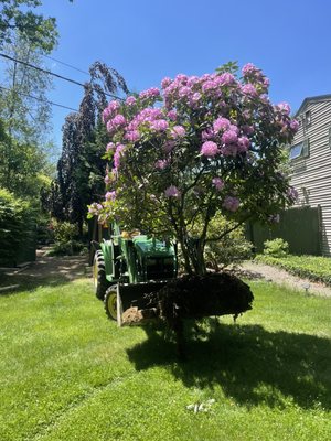 Spring Refresh - Now is a great time to start your project and bring your yard to life! Whether adding lush flower beds or privacy trees, our team is ready to start your project today! Spring Refresh - Now is a great time to start your project and bring your yard to life! Whether adding lush flower beds or privacy trees, our team is ready to start your project today!