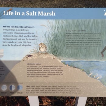 West Bay Park - Life in a Salt Marsh - Parks Near Me - Olympia, Washington West Bay Park - Life in a Salt Marsh - Parks Near Me - Olympia, Washington