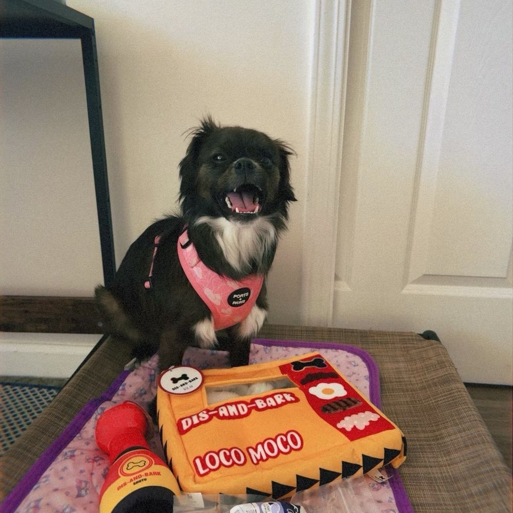 Lulu and her toys/treats. :) Lulu and her toys/treats. :)
