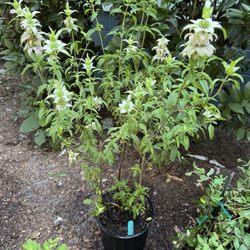 Grow Hub - Beebalm