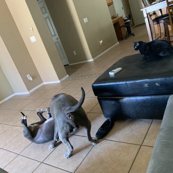 Aydins Pet sitting Services - Cats and Dogs CAN coexist ! - Pet Sitting Near Me