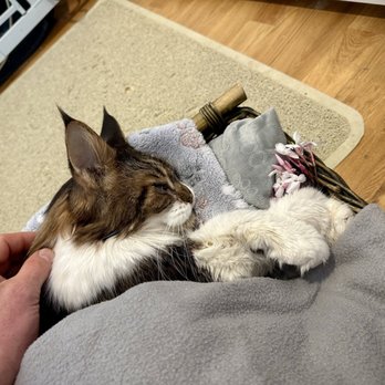 Fond Farewell - Bed for our cat's final journey. Dr. Jeni picked some flowers in our front yard . - Veterinarians Near Me - Campbell, California