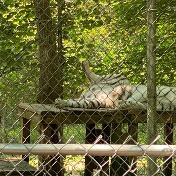 Carolina Tiger Rescue - This pose - Animal Shelters Near Me - Pittsboro, North Carolina Carolina Tiger Rescue - This pose - Animal Shelters Near Me - Pittsboro, North Carolina