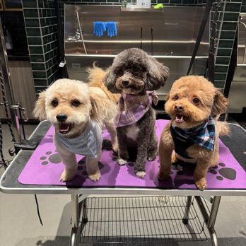 Paws n Pride Grooming - Pet Groomers Near Me - Inglewood, California Paws n Pride Grooming - Pet Groomers Near Me - Inglewood, California