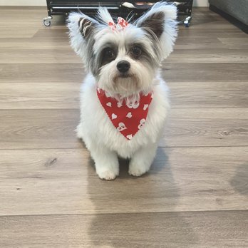 Diamond Paw Grooming - After her visit - Pet Groomers Near Me - Fontana, California
