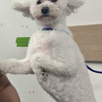 The Paw Spa LB - Blow dry experience - Pet Groomers Near Me - Long Beach, California