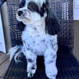 Scout after grooming. Scout after grooming.