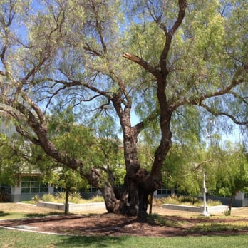 Livermore Public Library - Love the trees on the grounds, like this one with a hollow in its trunk - my kids often check it for foxes! - Libraries Near Me - Livermore, California