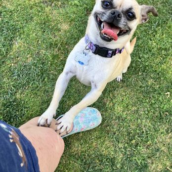 Robert White Park - Happy chug - Parks Near Me - Norwalk, California