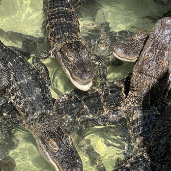 Jungle Adventures - Tours Near Me - Christmas, Florida