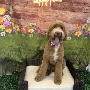 Je Tadore Pet Salon - Freshly Groomed! - Pet Groomers Near Me - Montrose, California Je Tadore Pet Salon - Freshly Groomed! - Pet Groomers Near Me - Montrose, California