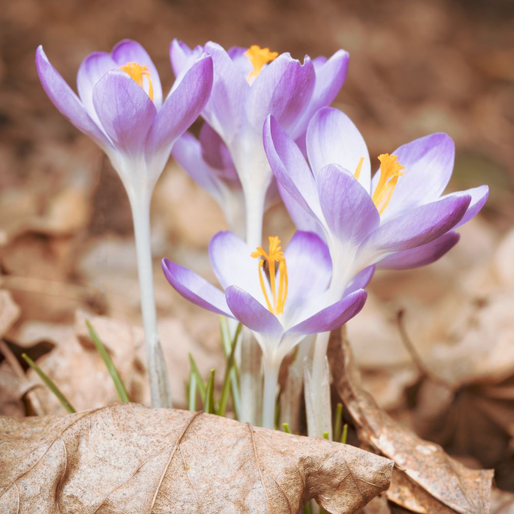 Dead Man's Hollow - You can see where our Easter colors come directly from....look at these beauties! - Hiking Near Me Dead Man's Hollow - You can see where our Easter colors come directly from....look at these beauties! - Hiking Near Me