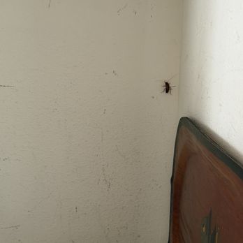 Lost Colony - A Live Roach - Vacation Rental Agents Near Me - Port Aransas, Texas Lost Colony - A Live Roach - Vacation Rental Agents Near Me - Port Aransas, Texas