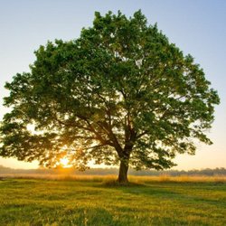 Ace Tree Surgery