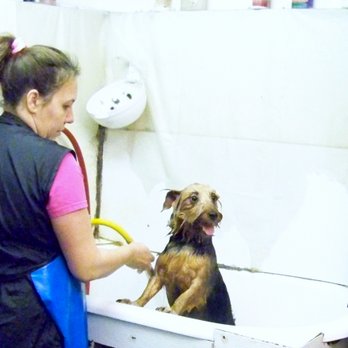 7 Seas Pet Care Center - Pet Stores Near Me - Chicago, Illinois 7 Seas Pet Care Center - Pet Stores Near Me - Chicago, Illinois