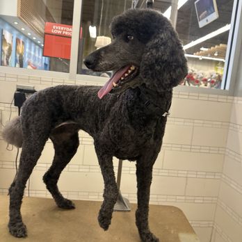 Petco - Pet Training Near Me - Tallahassee, Florida
