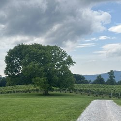Spout Spring Estates Winery and Vineyard - The vineyard