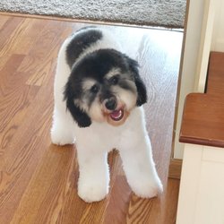 Paw & Order:MGU - Finn the mini bernedoodle!