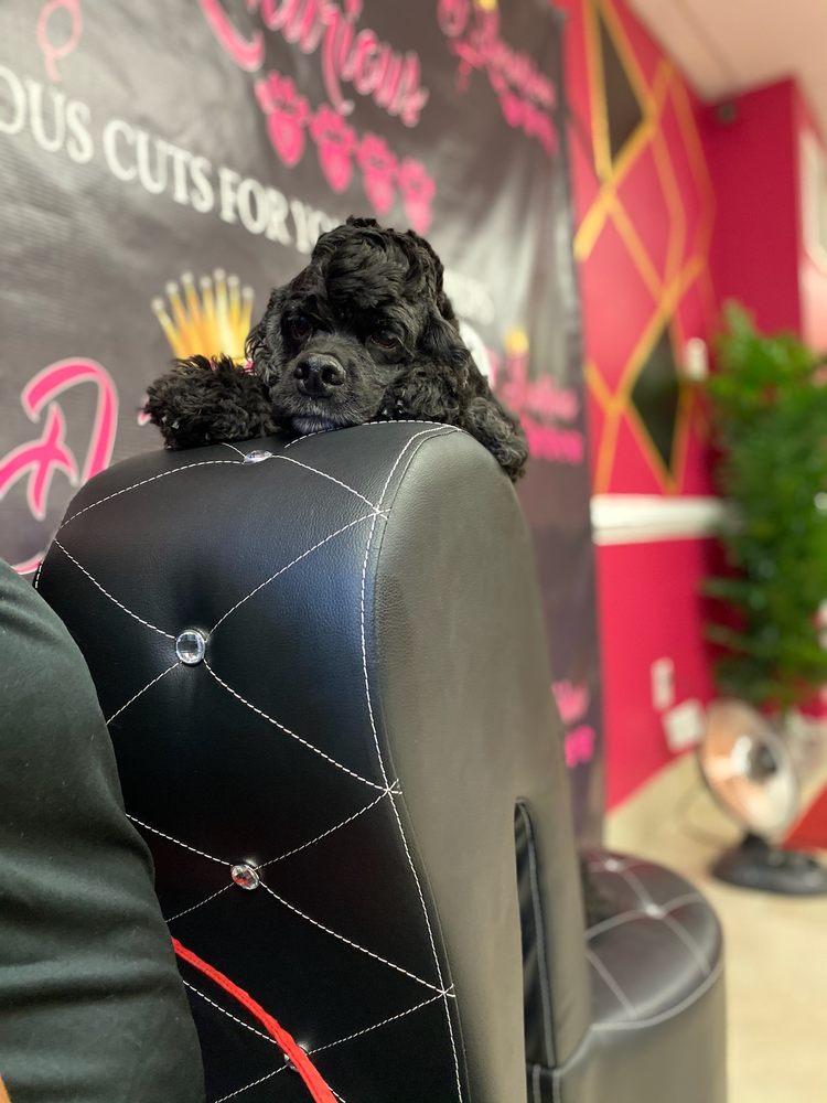 D Luxurious Paws - pet boarding facility in Baltimore, MD