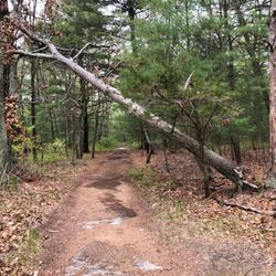Cathedral Pines County Park - Manicured trails