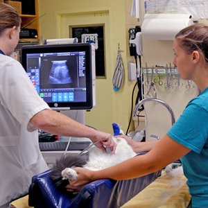 BLACKSBURG ANIMAL CLINIC - 3960 S Main St, Blacksburg, Virginia