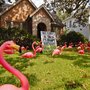 Photo of The Flamingo Fairy
