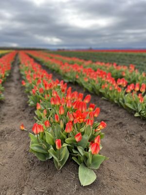 Wooden Shoe Tulip Farm by null