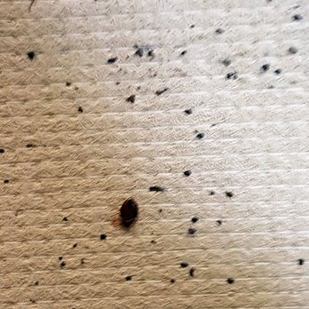 Civano Pest Control - Pest Control Near Me