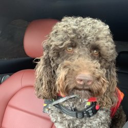 Embodhi Attunement - Chewy luvvvah