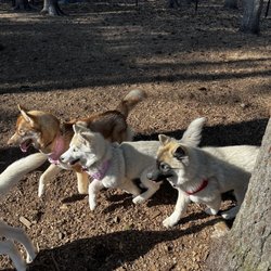 North Attleboro Dog Park & Trails - Huskies frolicking