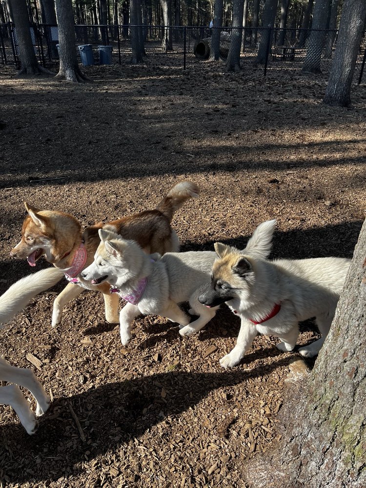 NORTH ATTLEBORO DOG PARK & TRAILS Updated July 2024 180 Plain St