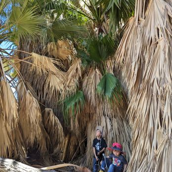 Lost Palms Oasis - Very cool area inside the palms, there is also an elevated platfrom you can climb up inside - Hiking Near Me - Twentynine Palms, California Lost Palms Oasis - Very cool area inside the palms, there is also an elevated platfrom you can climb up inside - Hiking Near Me - Twentynine Palms, California