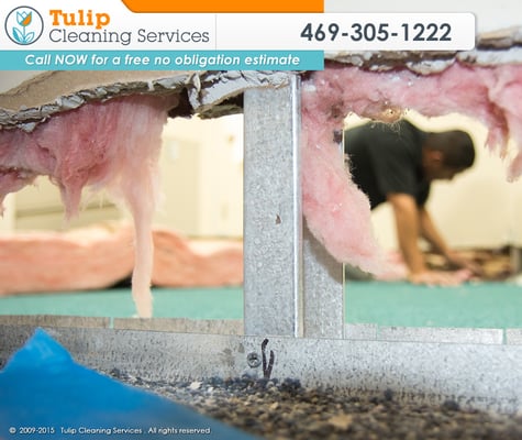 Tulip Carpet Cleaning Frisco
