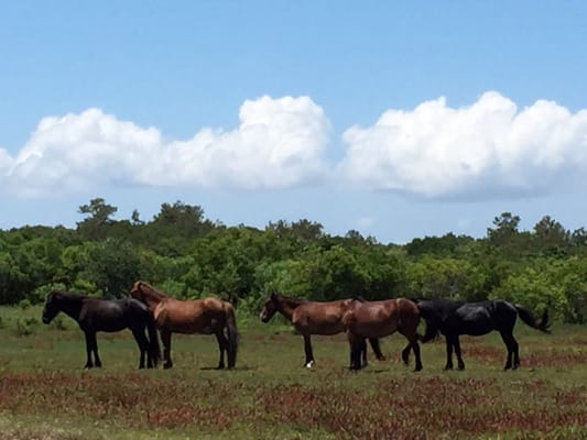 Corolla Wild Horse Fund by null