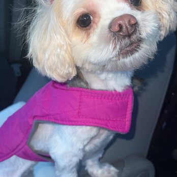Looking Good Dog Grooming - Pet Groomers Near Me - Westmont, Illinois Looking Good Dog Grooming - Pet Groomers Near Me - Westmont, Illinois