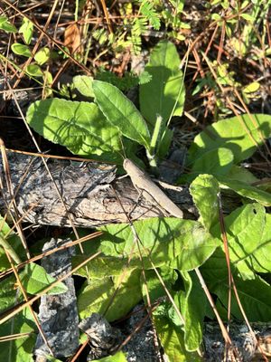 Tarkiln Bayou Preserve State Park by null