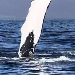 10' tall Humpback fin
