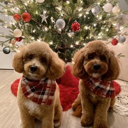 Freshly groomed poodle and doodle