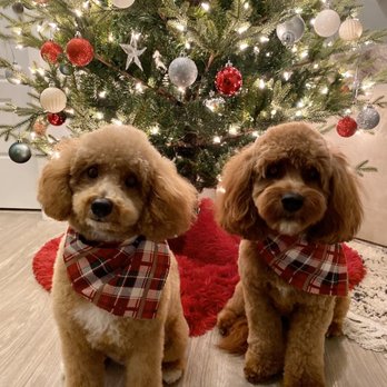 Barkin' Creek - Lamar - Freshly groomed poodle and doodle - Pet Groomers Near Me - Austin, Texas