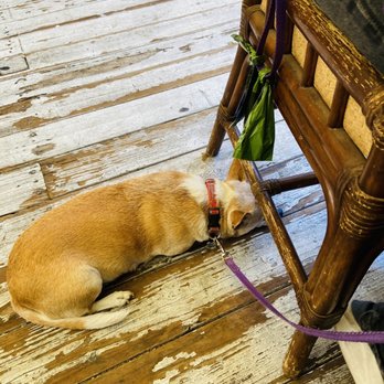 The Bit O'Denmark - They accept dog in the patio. - Scandinavian Near Me - Solvang, California