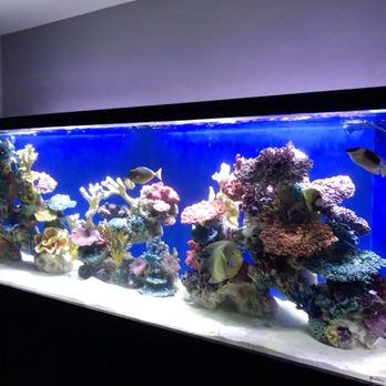 The Clean-Up Crew - Aquarium Services Near Me The Clean-Up Crew - Aquarium Services Near Me