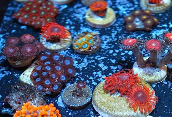 House of Corals