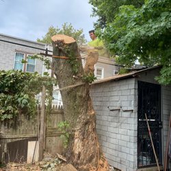Quality Tree Care Service