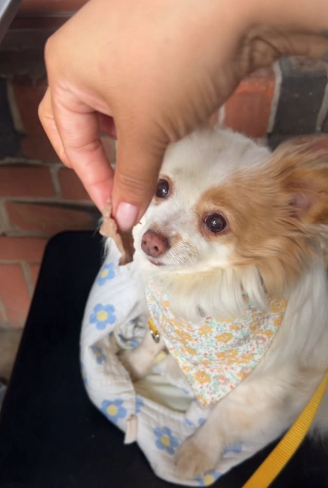 Paesanos Portofino Room - wedding in Sacramento, CA