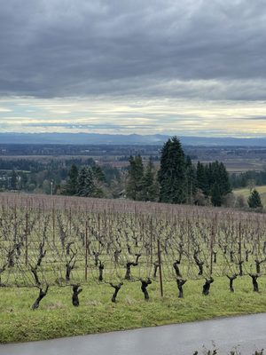 Winderlea Vineyard & Winery by null