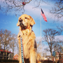 Photo of American Dogs LLC