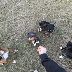 Karma Dog Training - Willie, Fred, Ranger, & Dixie