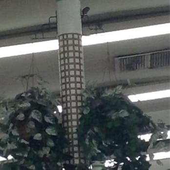 Greenland Market - There's a pair of birds inside the market. - International Grocery Near Me - Rowland Heights, California Greenland Market - There's a pair of birds inside the market. - International Grocery Near Me - Rowland Heights, California